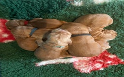Cocker Spaniel dogs for sale: KC Reg Show Type Golden Cocker Spaniel puppies - Image 4