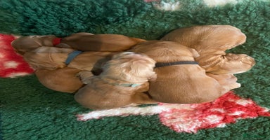 Cocker Spaniel dogs - Advert 14