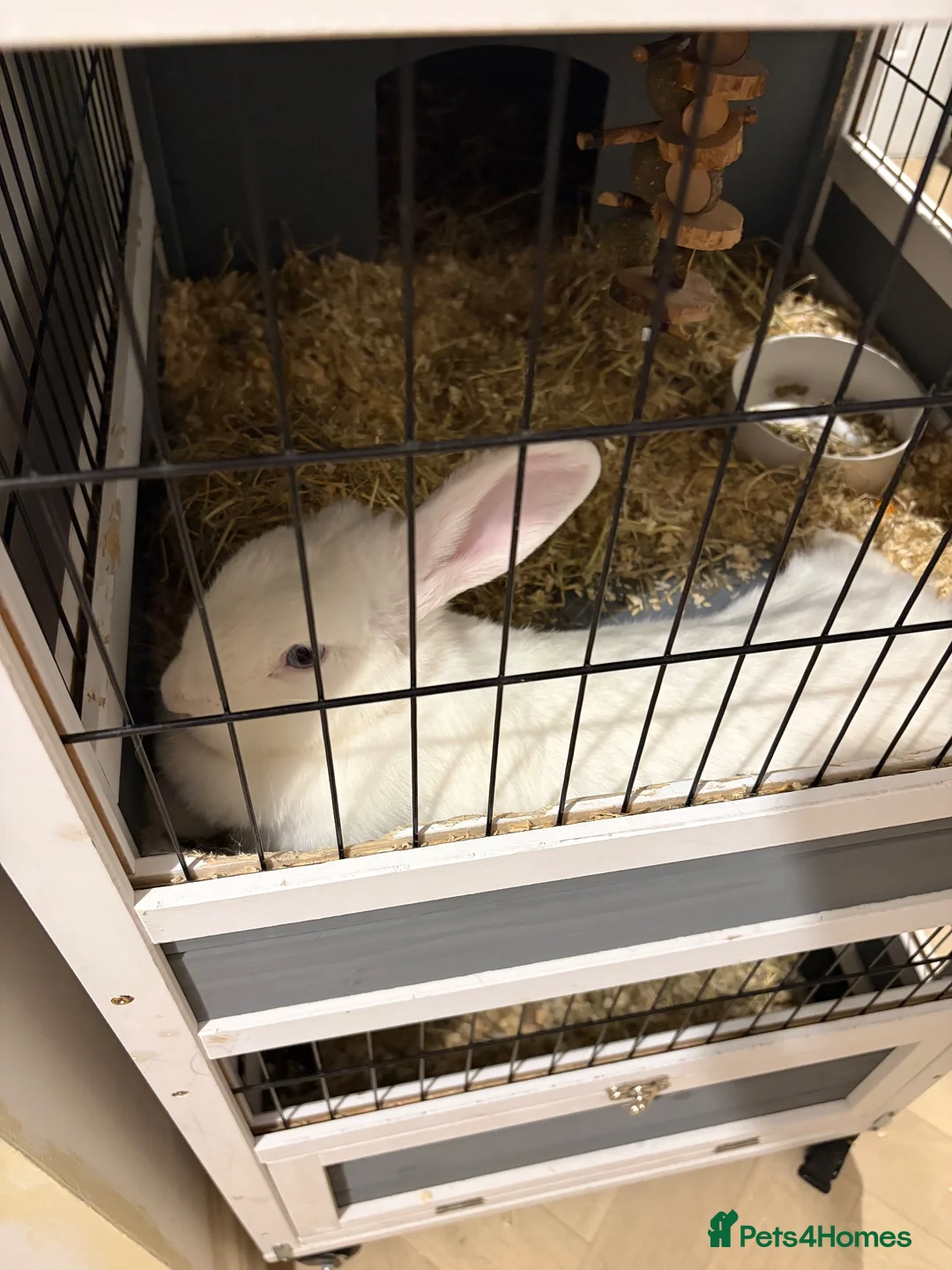 Mixed Breed rabbits for sale: Two Rabbits For Rehome - Advert 2
