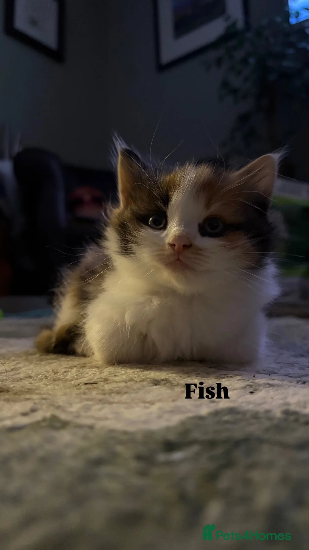 Ragdoll cats for sale: Ragdoll cross kittens | 3 Female | 1 Male - Advert 12