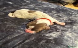 English Springer Spaniel dogs for sale: KC Quality English Springer Spaniels - Image 18