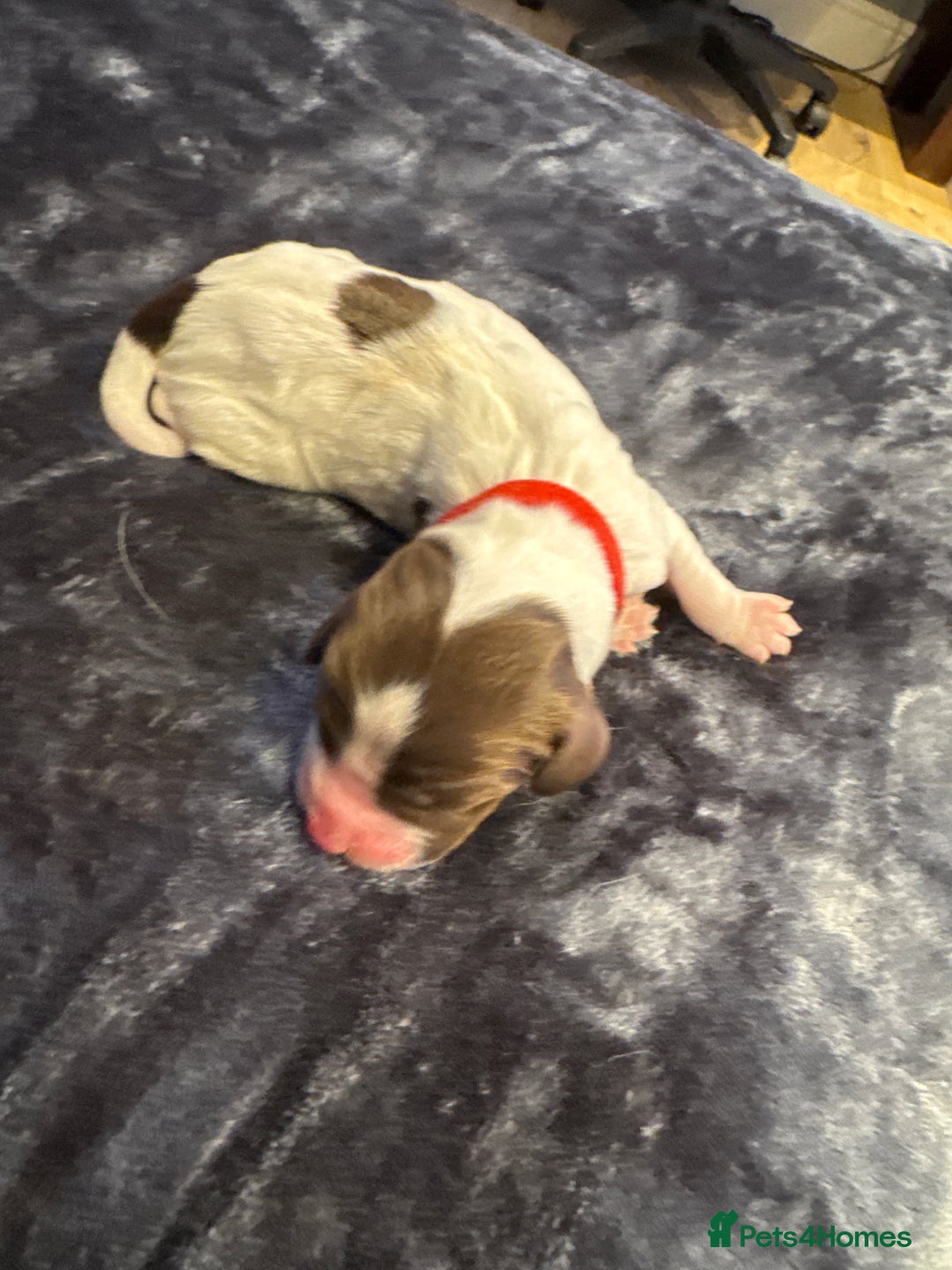 English Springer Spaniel dogs for sale: KC Quality English Springer Spaniels - Image 18