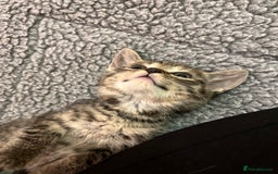 Mixed Breed cats for sale: Adorable mixed breed kittens  - Advert 14