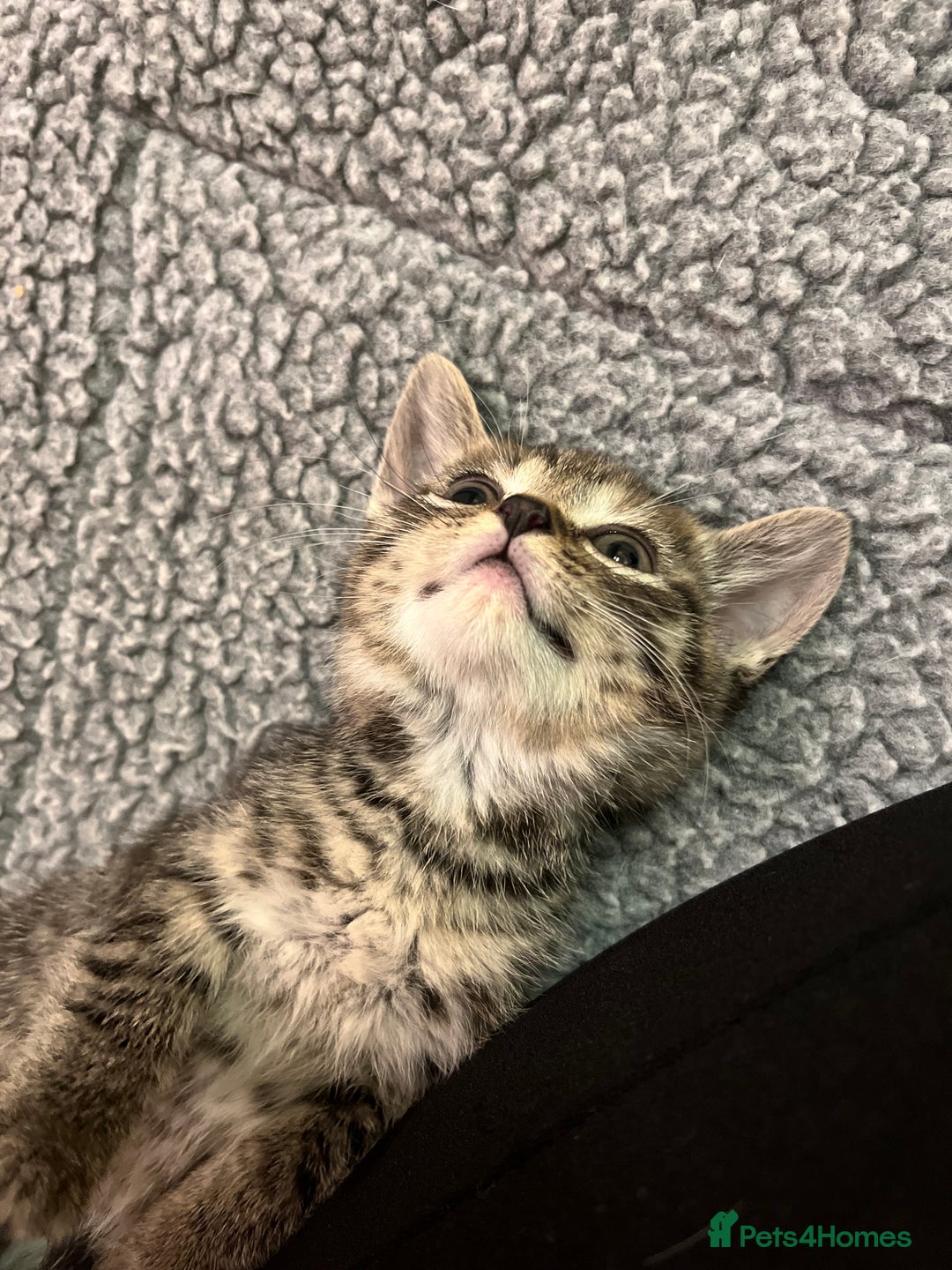 Mixed Breed cats for sale: Adorable mixed breed kittens  - Advert 14