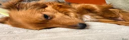 Mixed Breed dogs for sale: Small mixed breed puppies for sale  in Gloucester - Advert 17