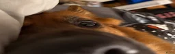 Golden Shepherd dogs for sale: Golden Shepherd - Advert 12
