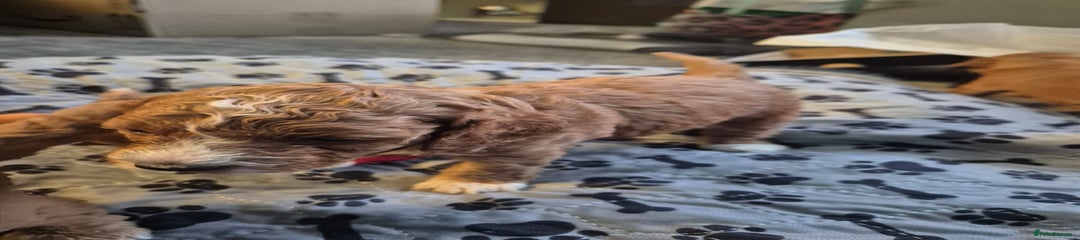Cockapoo Puppy 3