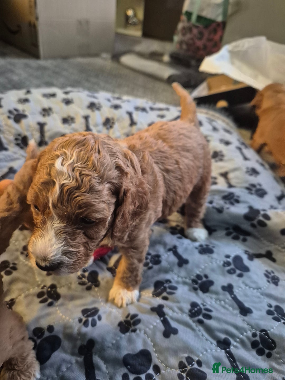 Cockapoo dogs for sale: Gorgeous F1b Toy Cockapoo puppies - Image 5