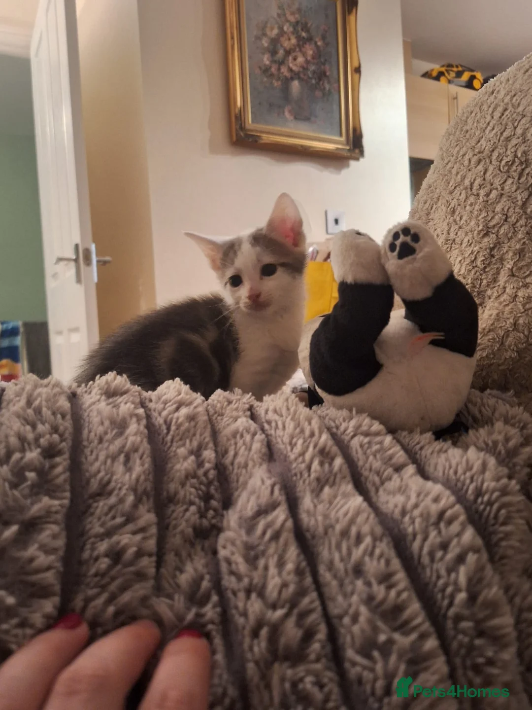 Savannah cats for sale:  savannah cross kittens  - Advert 13