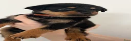 Rottweiler dogs for sale: Only 4 Beautiful Rottweiler Pups Ready in 2 weeks  - Advert 25