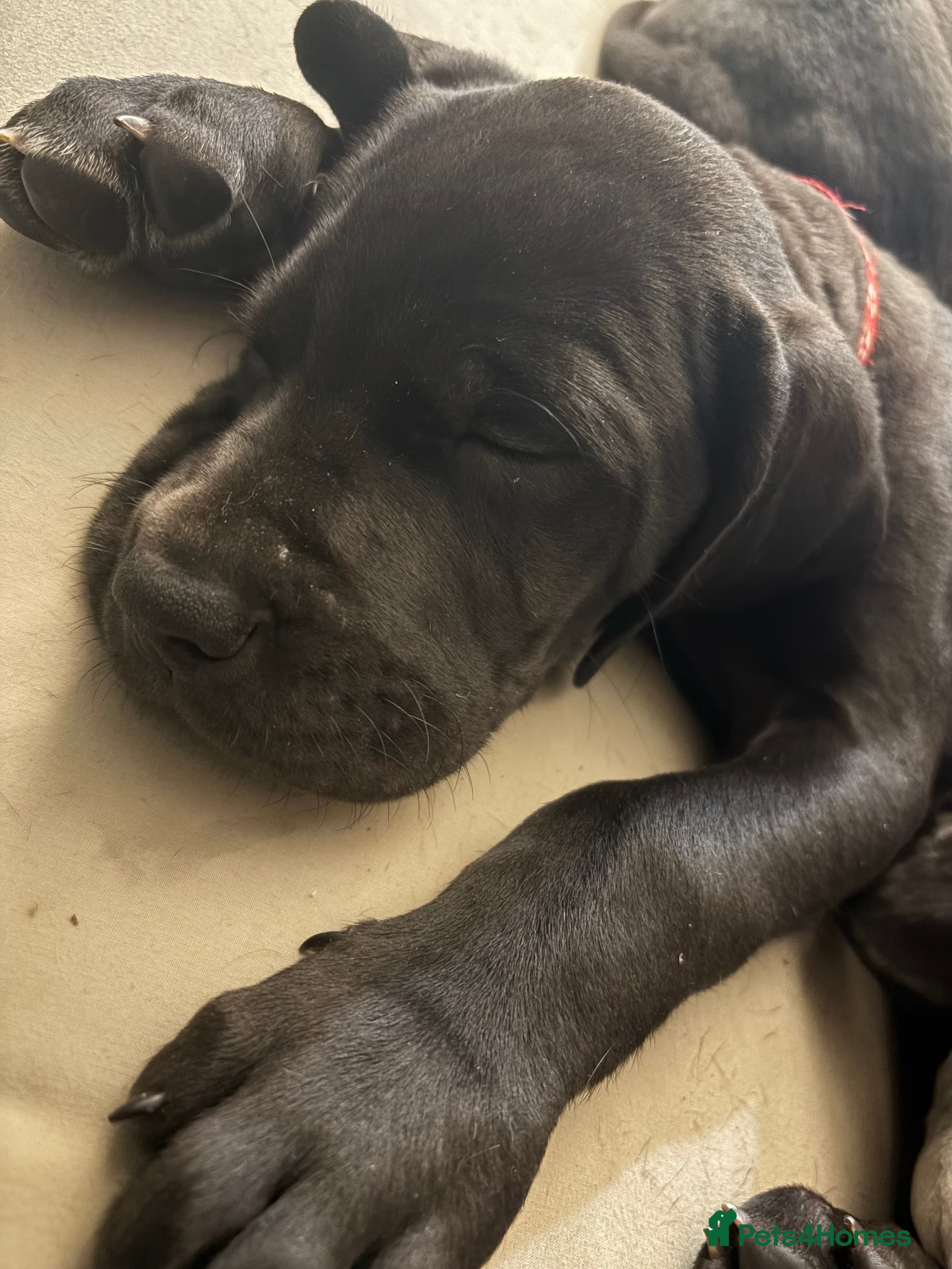 Great Dane dogs ***1 girl, 2 boys left *** Great Dane puppies - Advert 1