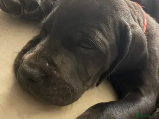 Great Dane dogs ***1 girl, 2 boys left *** Great Dane puppies - Advert 3