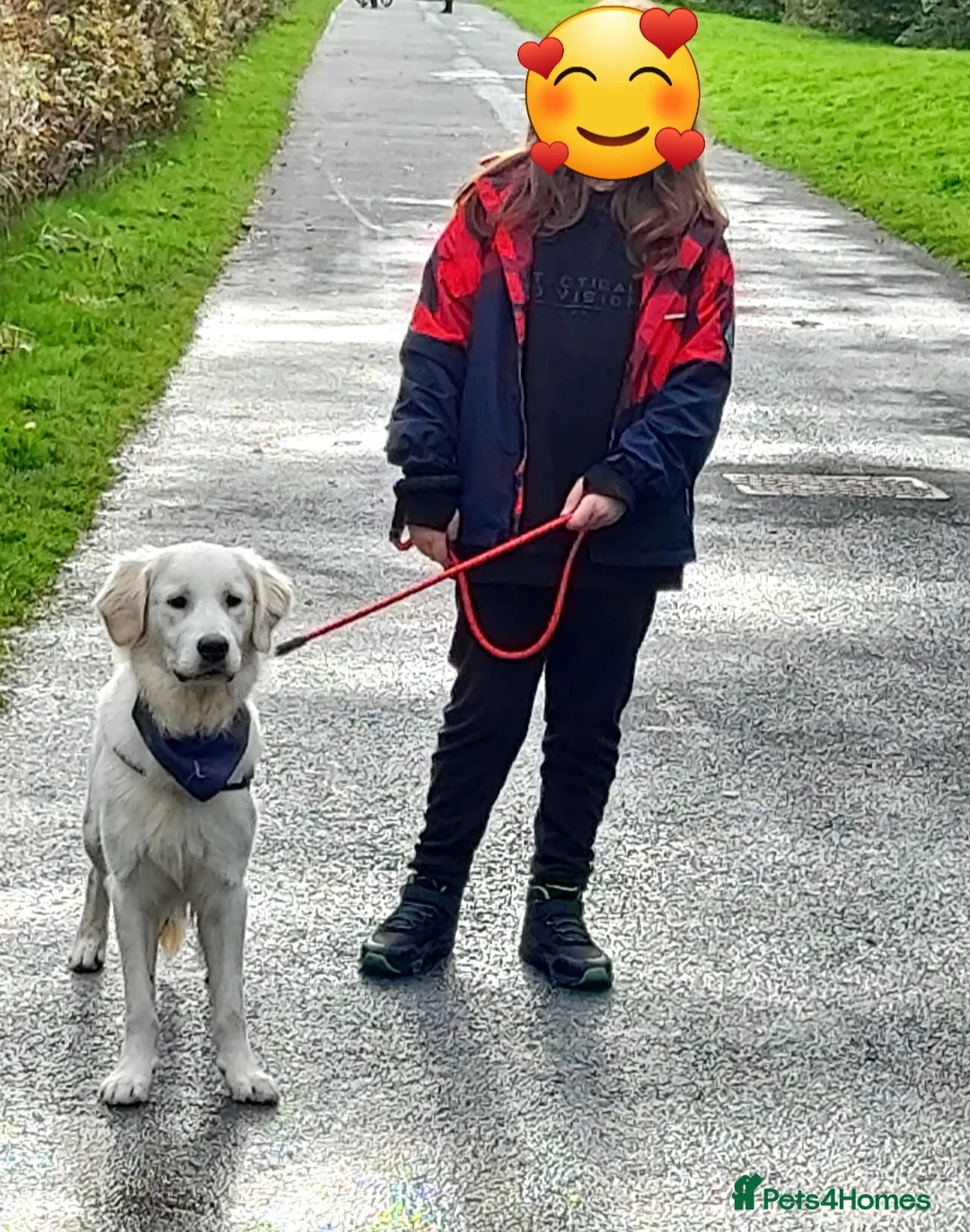 Golden Retriever dogs for stud:   ICT CLEAR Proven Golden Retriever for stud in Manchester - Advert 31