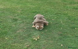 English Bulldog dogs for sale: Lilac and Tan English bulldog  - Image 10