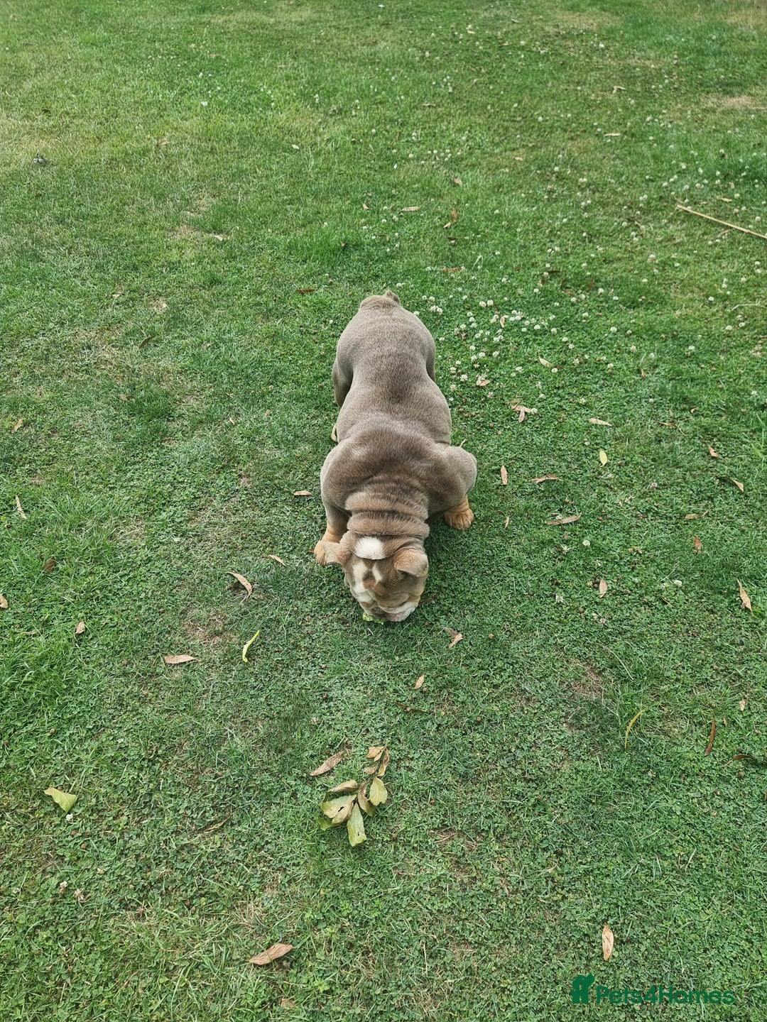 English Bulldog dogs for sale: Lilac and Tan English bulldog  - Image 10