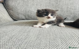 British Shorthair cats for sale: Beautiful British short hair kittens  - Image 10