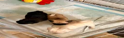 Pug dogs for sale: Pugs  - Advert 9