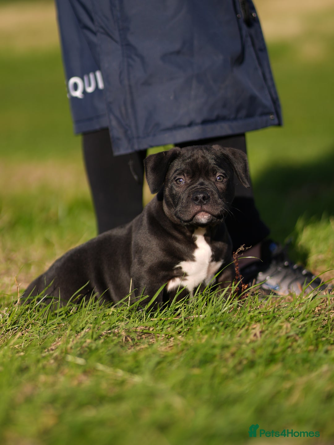 American Bully dogs for sale: 🏆Champion Cole pups 🏆 - Image 6