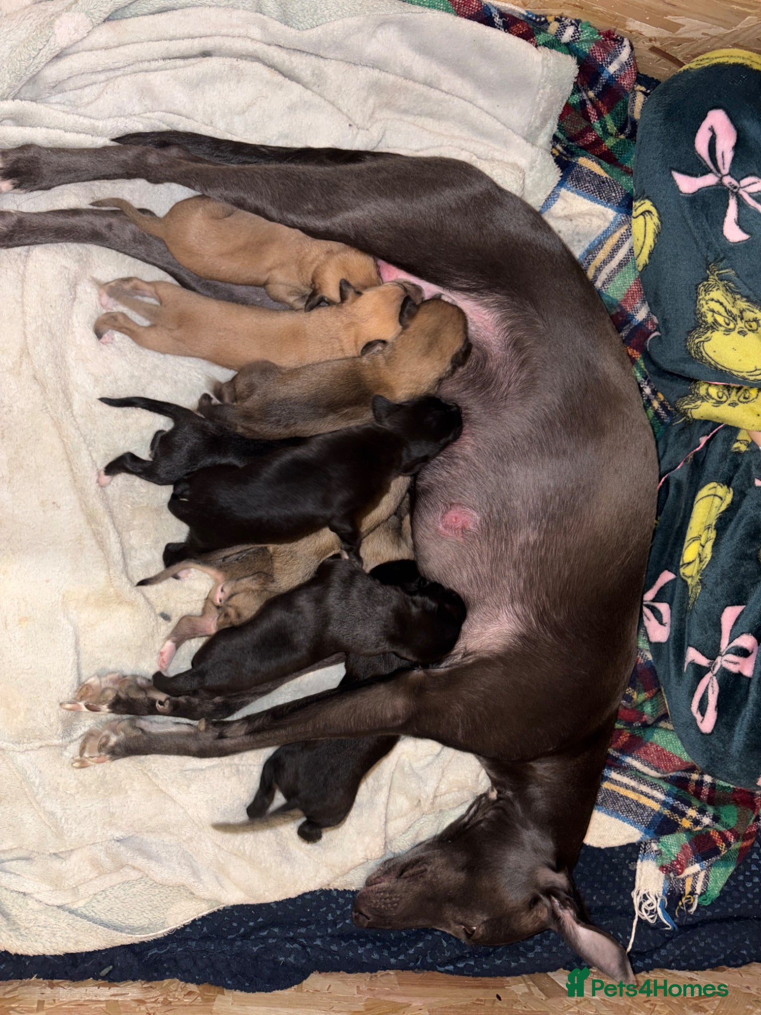 Mixed Breed dogs BEDLINGTON WHIPPET  - Advert 1