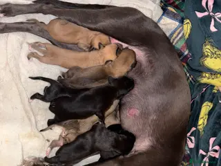 Mixed Breed dogs BEDLINGTON WHIPPET - Advert 1