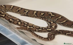 Python Snake reptiles for sale: CB22 PAIR OF ANGOLAN PYTHONS  - Image 2