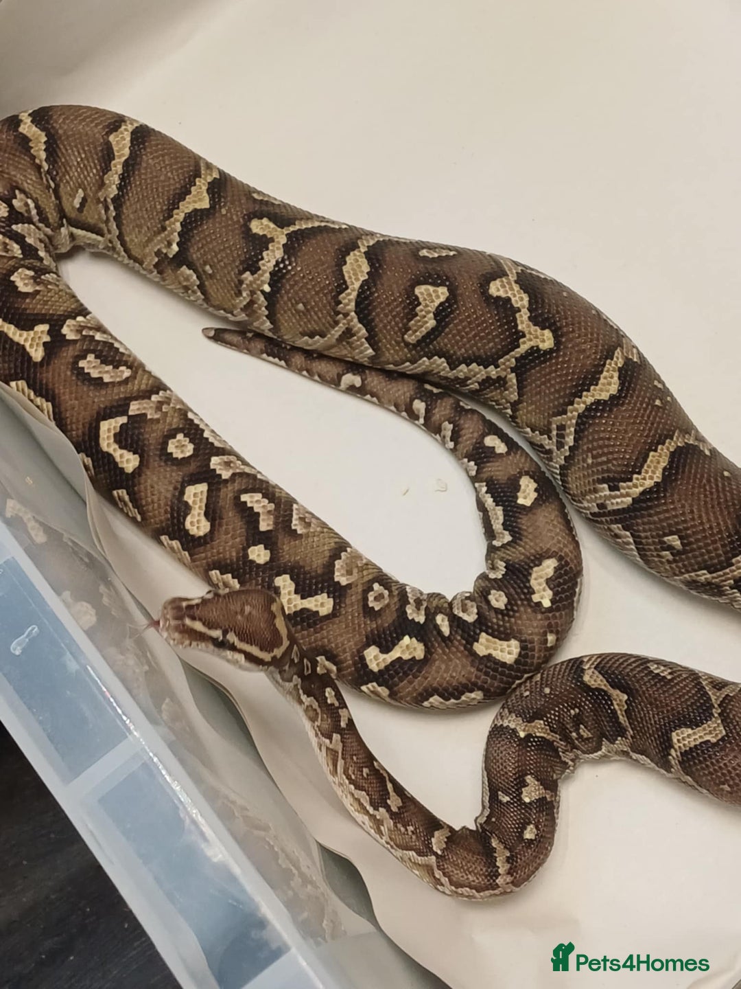 Python Snake reptiles for sale: CB22 PAIR OF ANGOLAN PYTHONS  - Image 2