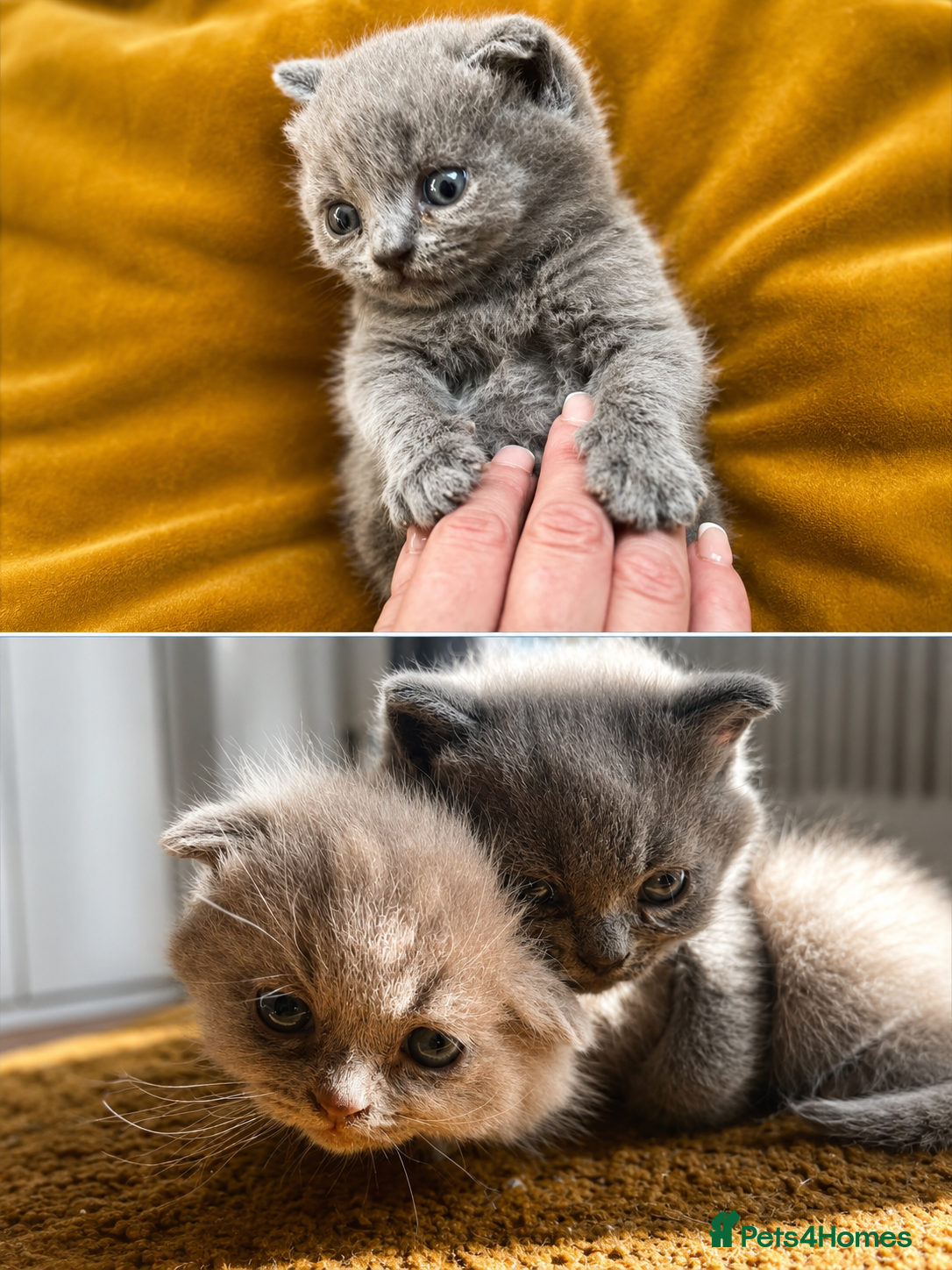 Scottish Fold cats Adorable scottish fold kittens 🐱  - Advert 4