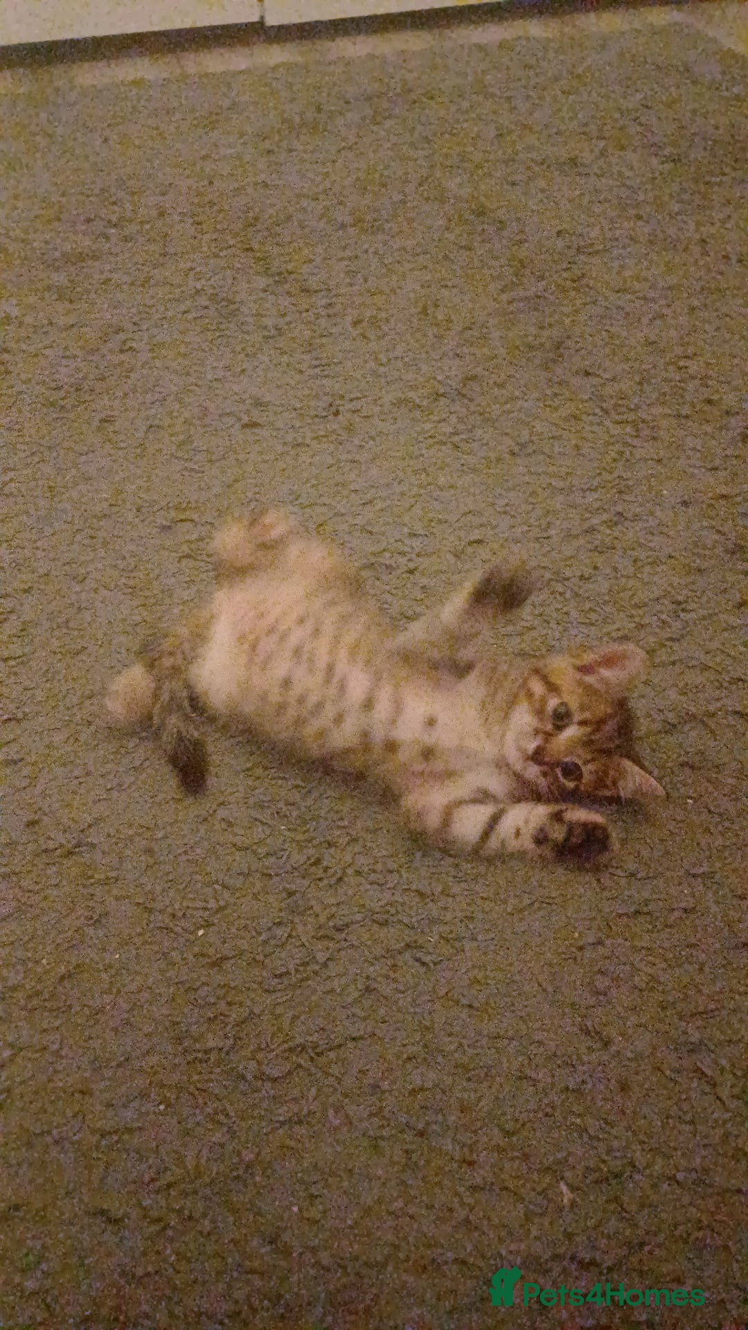 Mixed Breed cats for sale: Little Fluff kittens ready now  - Image 5