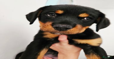 Rottweiler dogs - Advert 9