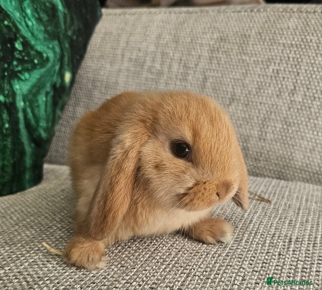 Mixed Breed rabbits for sale: 3 baby rabbits for sale  - Image 3