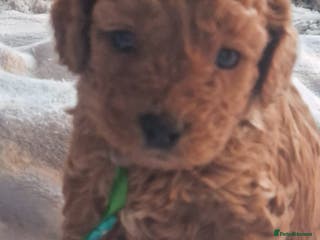 Cavapoo dogs Cavapoo's FB3 Fox red - Advert 12