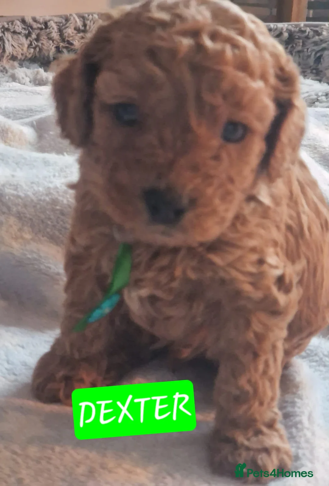 Cavapoo dogs for sale: Cavapoos Fb3. - Advert 20