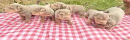 Shar Pei dogs for sale: KC REGISTERED RARE LILAC TAN SHAR-PEI - Advert 35