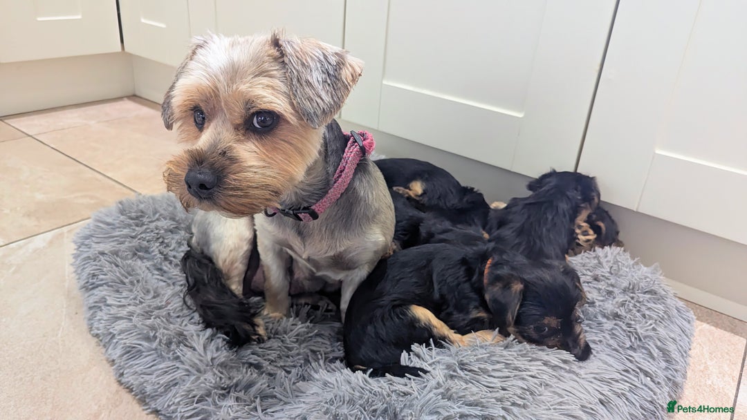 Yorkshire Terrier dogs for sale: Adorable Purebred Yorkshire Terrier Puppies - Image 9