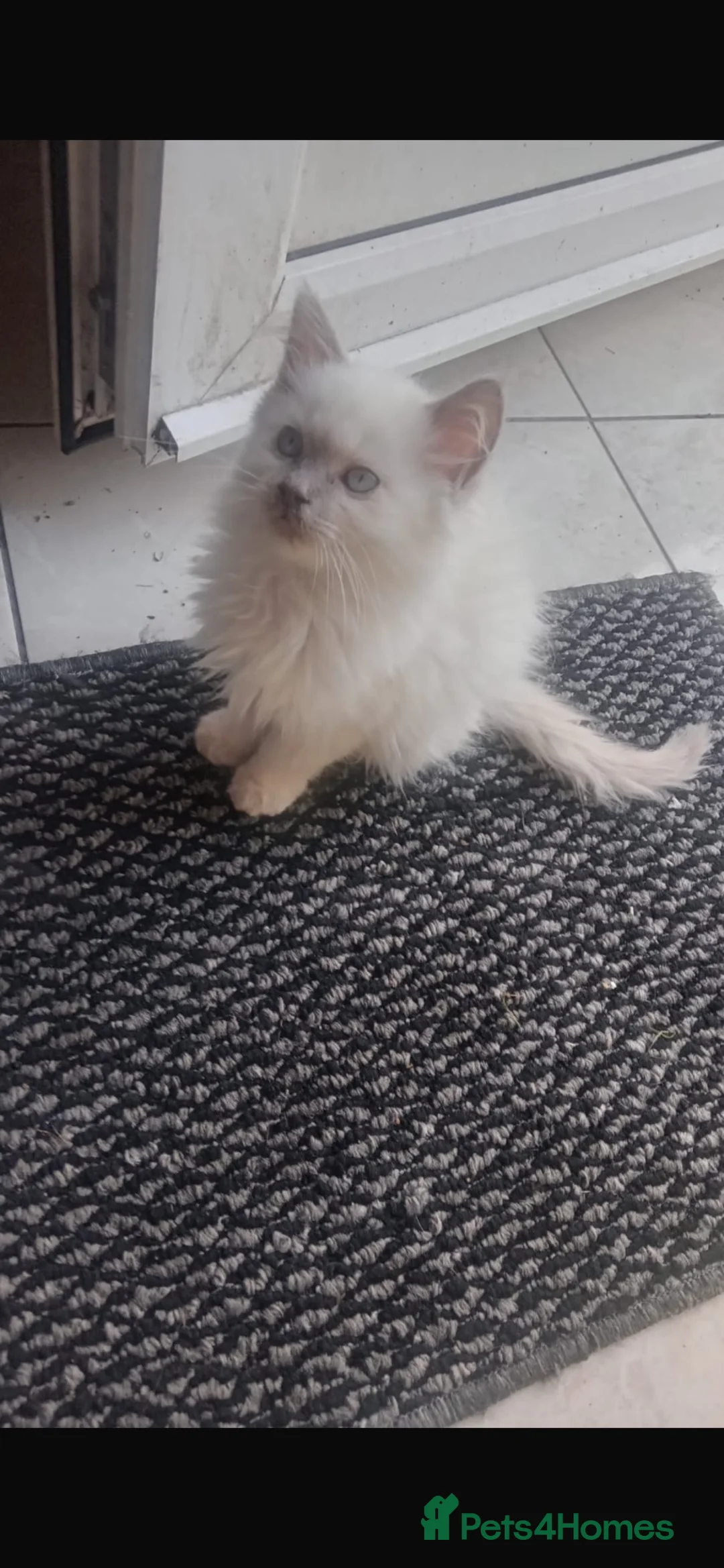 Mixed Breed cats for sale: Beautiful kittens to go to a good home  - Advert 2