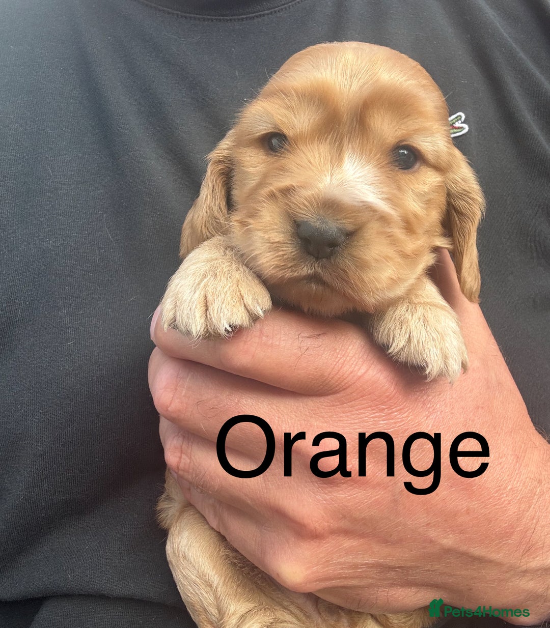 Cocker Spaniel dogs for sale: KC Reg show Type Cocker Spaniels VILLASPANIOL sire - Image 9