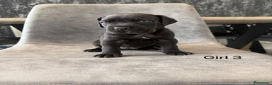Cane Corso Puppy 5