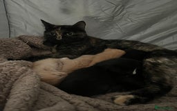 Mixed Breed cats for sale: 5 beautiful furry little kittens  - Image 3