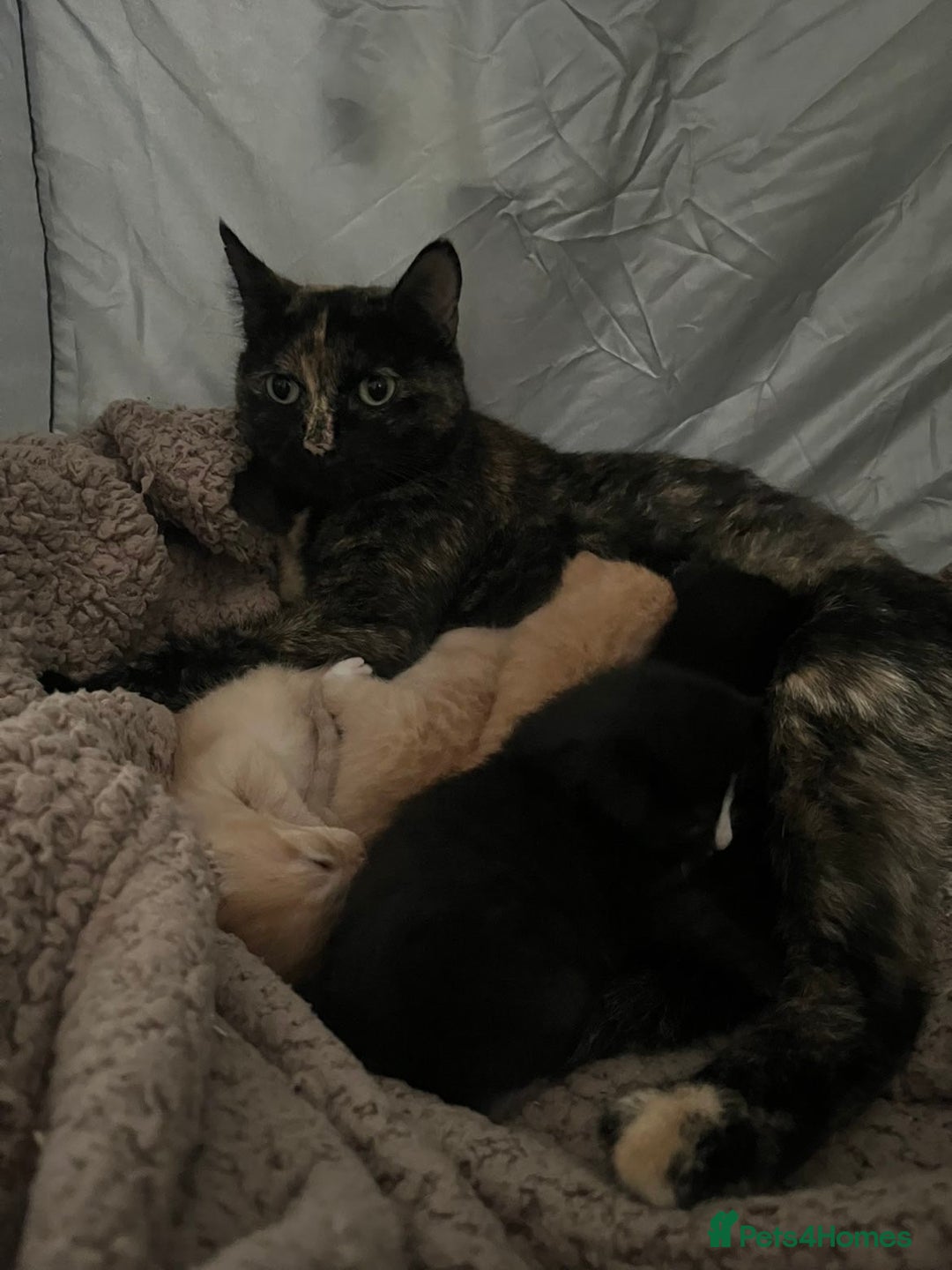 Mixed Breed cats for sale: 5 beautiful furry little kittens  - Image 3