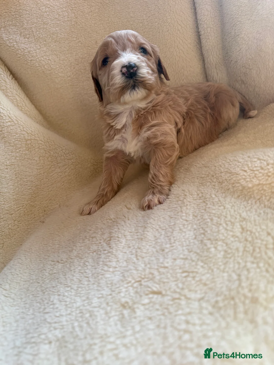 Double Doodle dogs for sale: Exceptionally marked Double doodles puppies - Advert 1