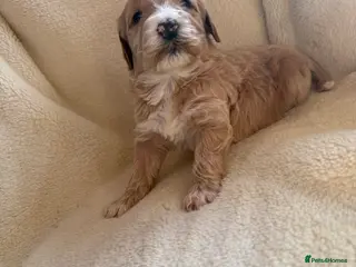 Double Doodle dogs Exceptionally marked Double doodles puppies - Advert 1