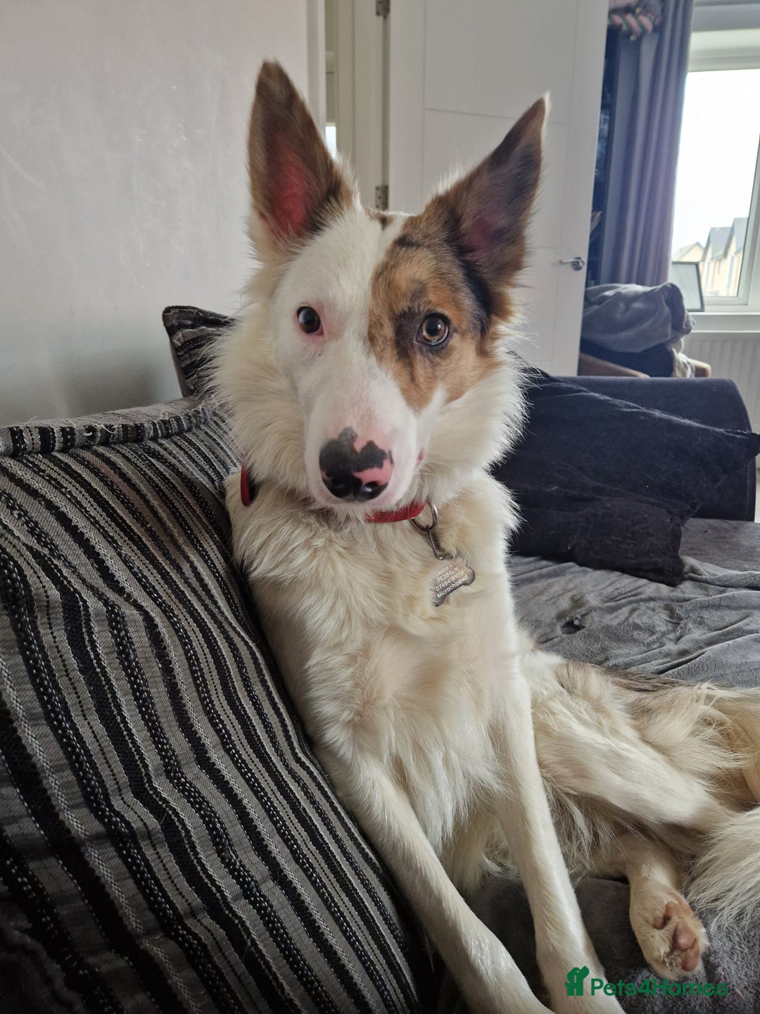 Border Collie dogs for sale: Tri-merle 1 year old border collie - Advert 2