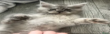 Maine Coon 5