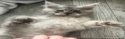Maine Coon cats for sale: Maine Coon kittens - Advert 10