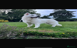 White Swiss Shepherd dogs for sale: White Swiss shepherd male - Advert 2