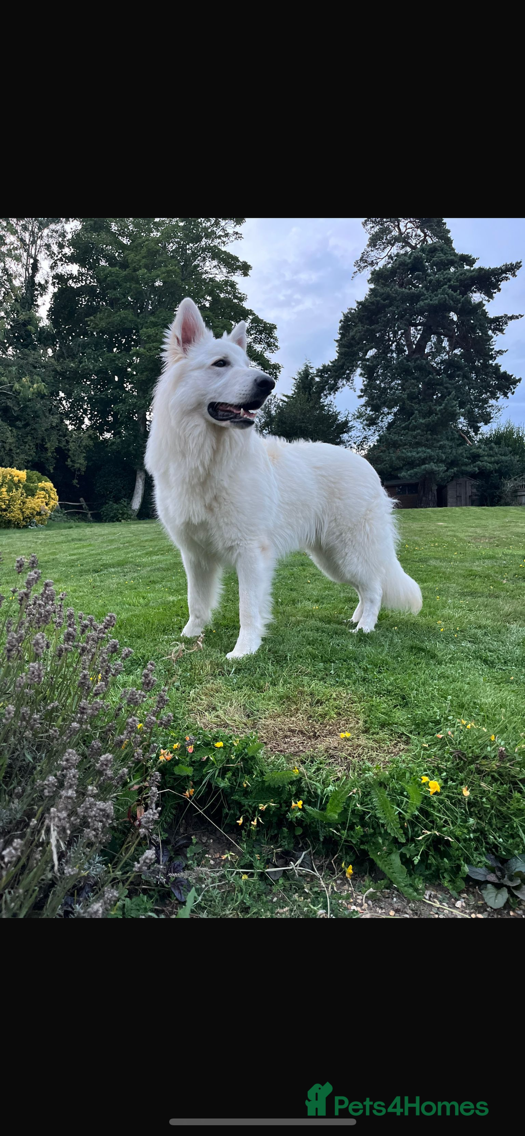 White Swiss Shepherd dogs for sale: White Swiss shepherd male - Advert 2