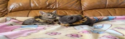 Bengal cats for sale: Adorable friendly Bengal kittens ready now!! - Advert 26