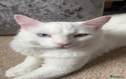 Mixed Breed cats for sale: White kitten - Image 3