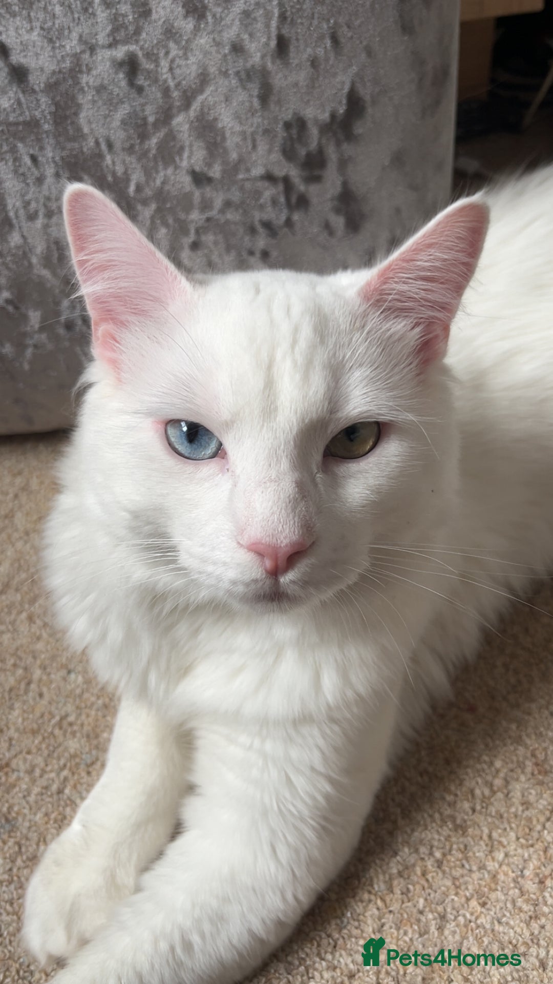 Mixed Breed cats for sale: White kitten - Image 3