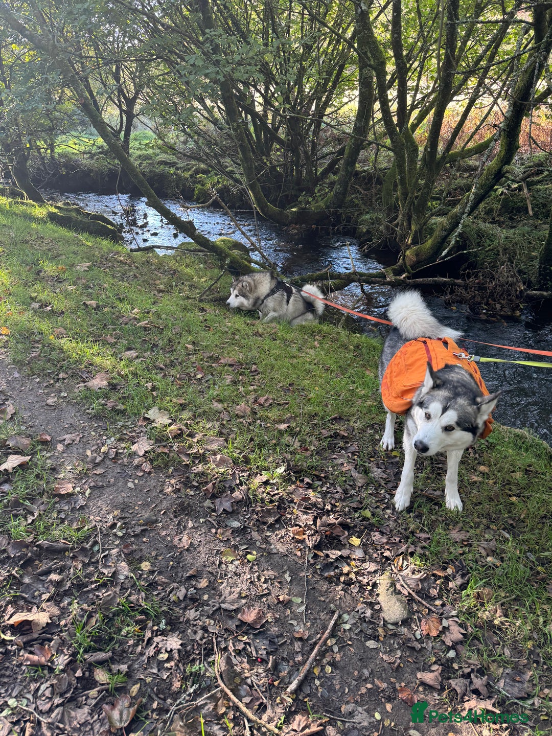 Alaskan Malamute dogs for sale: 3 left beautiful Alaskan malamute puppies  - Advert 12